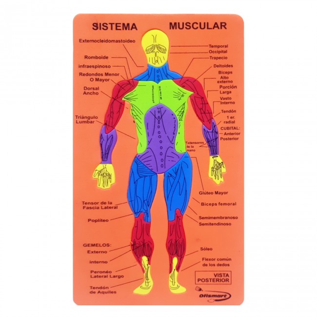 Cuerpo Humano Didáctico Foamy – Sistema Muscular | 28 Piezas Goma Eva