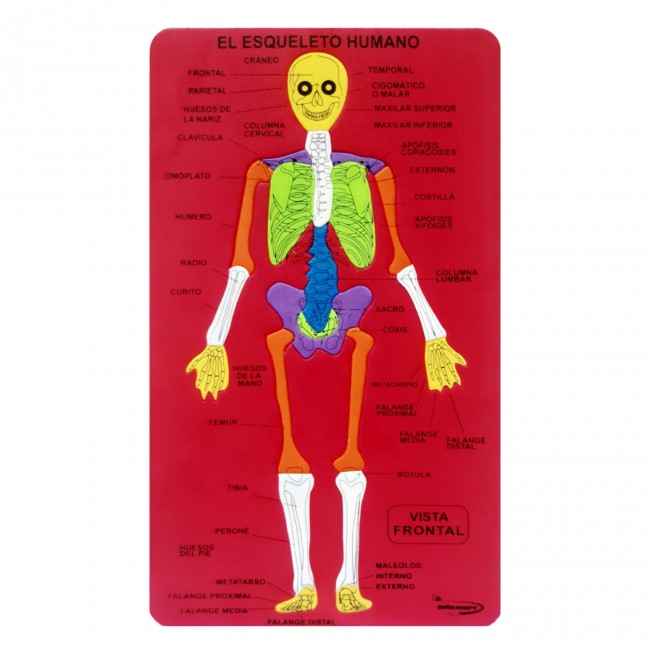 Didactic skeletal system