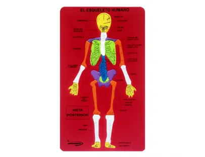 Didactic skeletal system