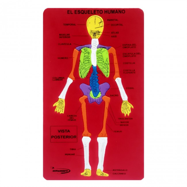 Didactic skeletal system